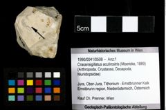 Foto (Objekt + Etiketten) von Cracensigillatus acutirostris (Moericke, 1889) 